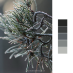 pine tree color palette, winter color palette, holiday color palette, neutral dark color palette