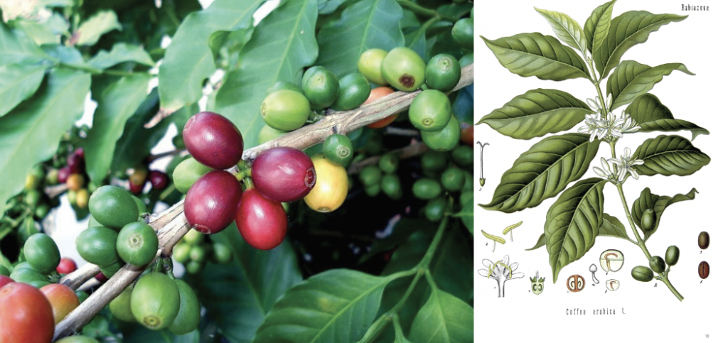 coffee bean plant, brand inspiration for a coffee company brand